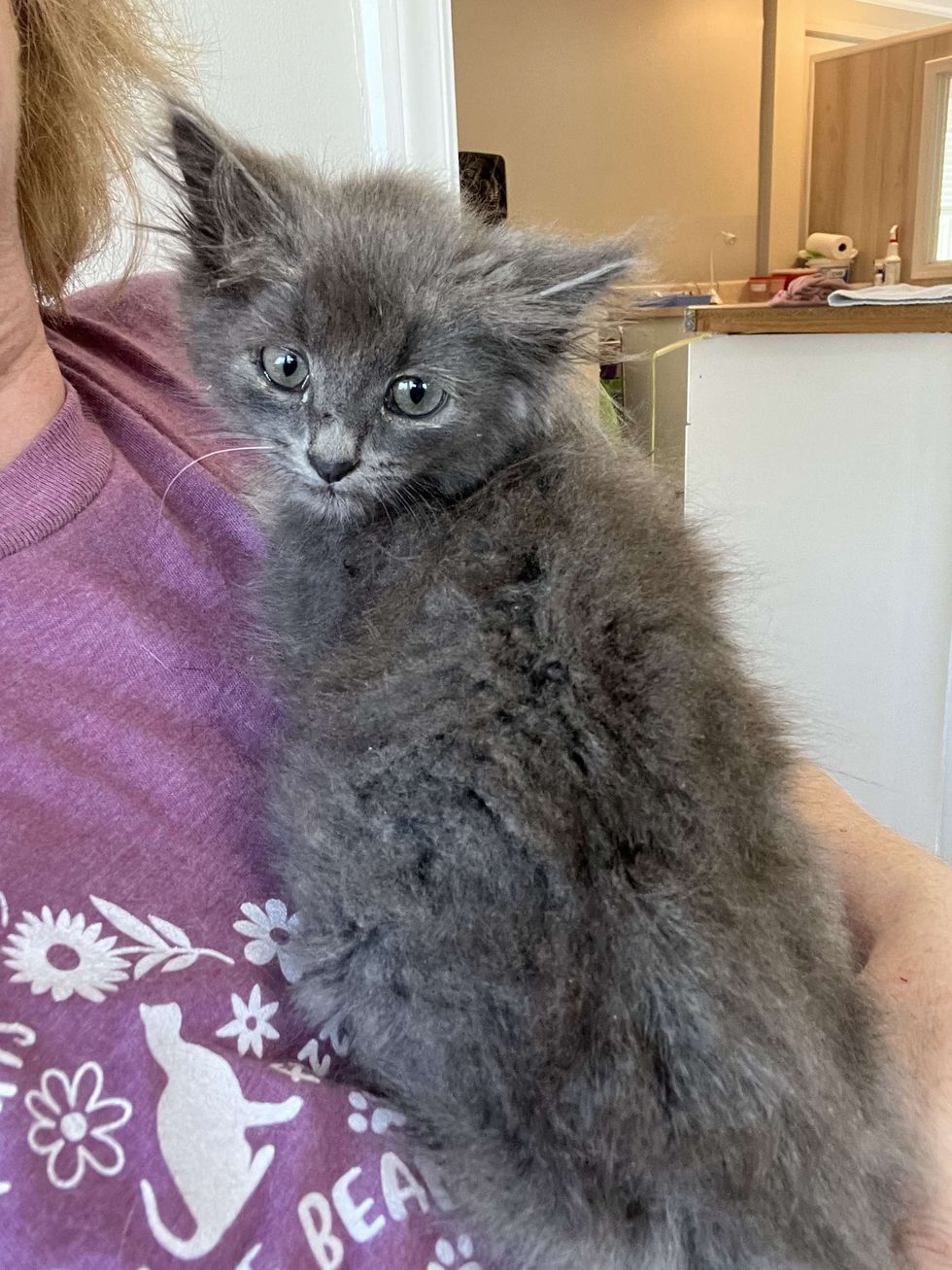 Neighbor Saw Gray Kitten in the Corner of Flower Garden, Once Brought