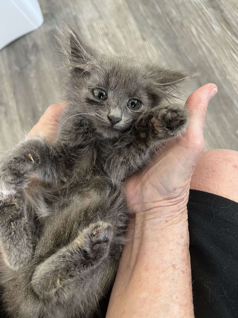 fluffy kitten snuggling lap