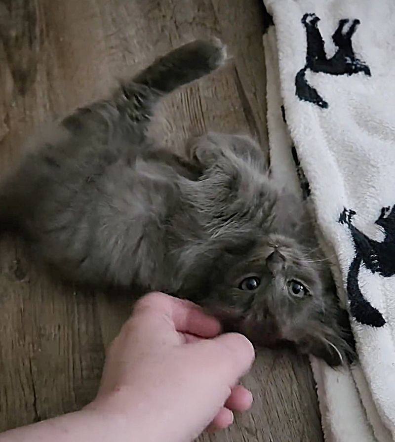 kitten rolling around snuggles