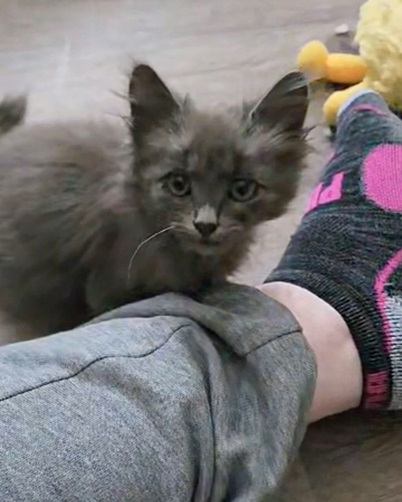 gray kitten attention seeker