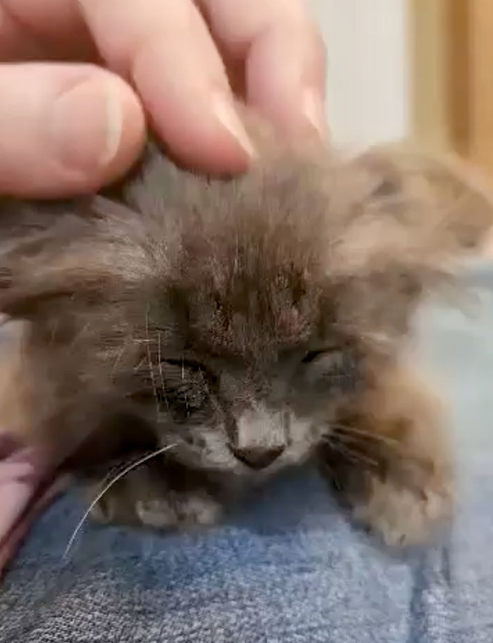 sweet lap kitten cat