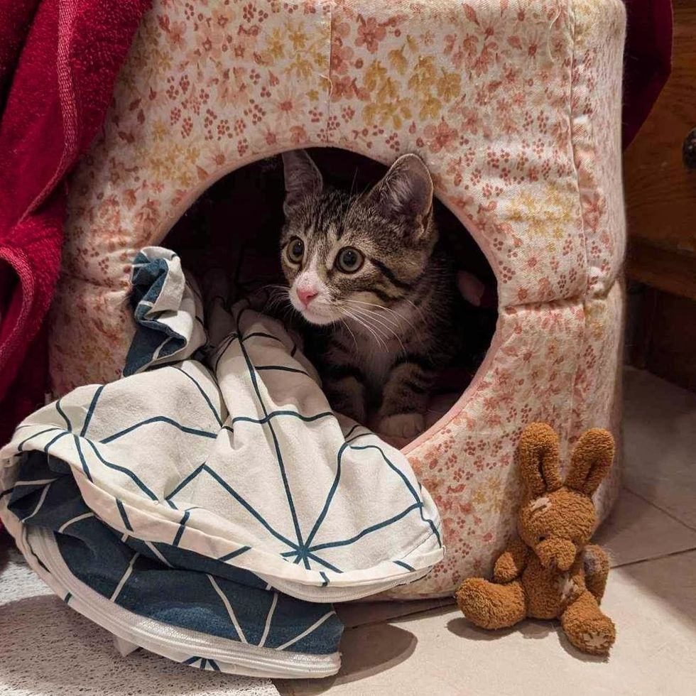 tabby kitten cubby bed