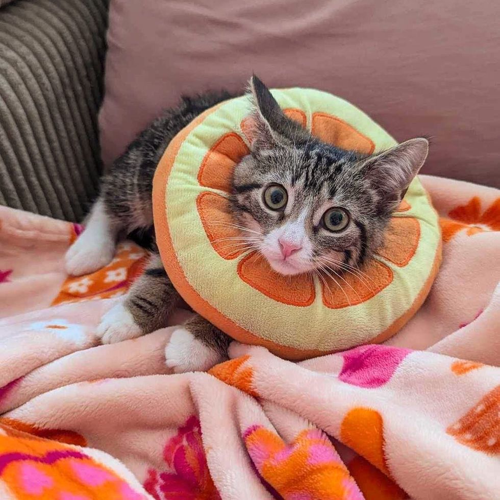 kitten cushion cone cute