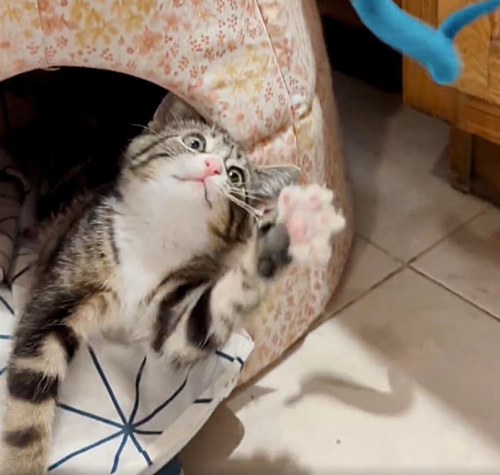 playful happy kitten