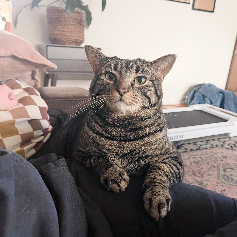 tabby cat lap snuggles