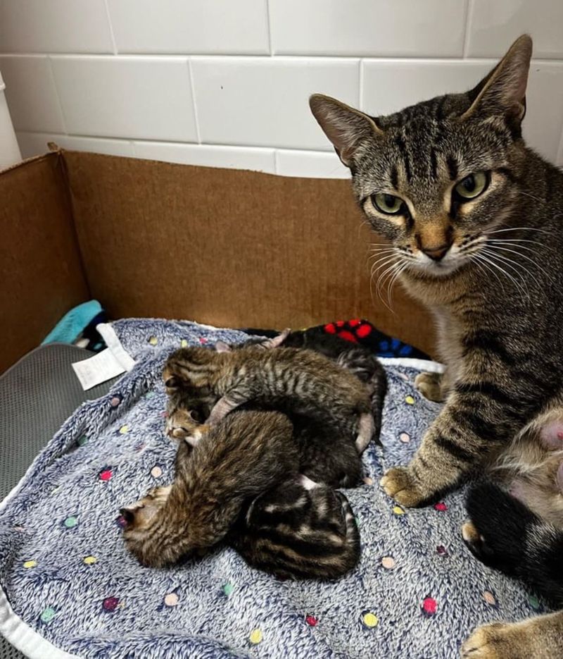 tabby cat mom kittens pile