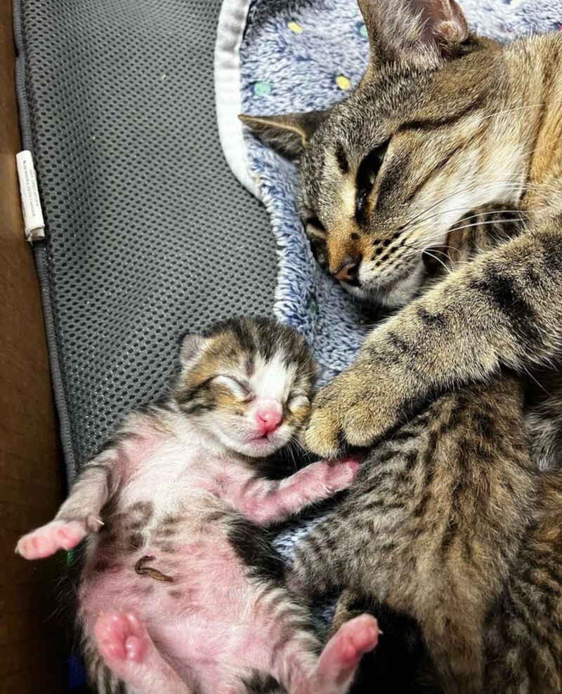 cat tabby cuddling kittens