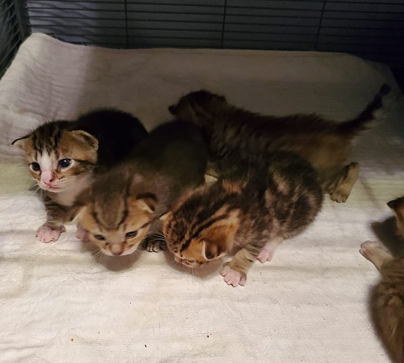 tabby kittens walking