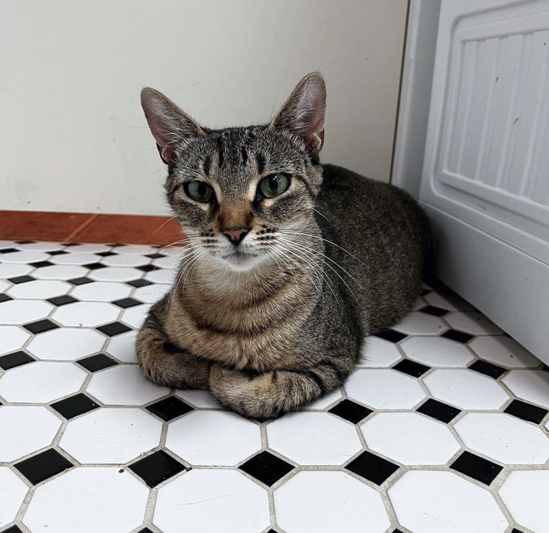 tabby cat loafing