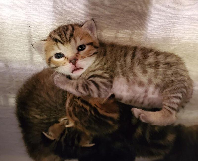 sweet tabby kittens