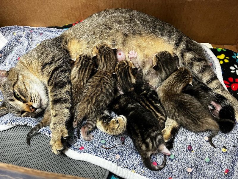 cat nursing tabby kittens