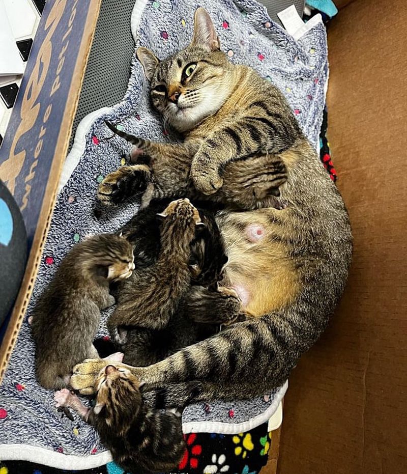 tabby cat mom nursing kittens