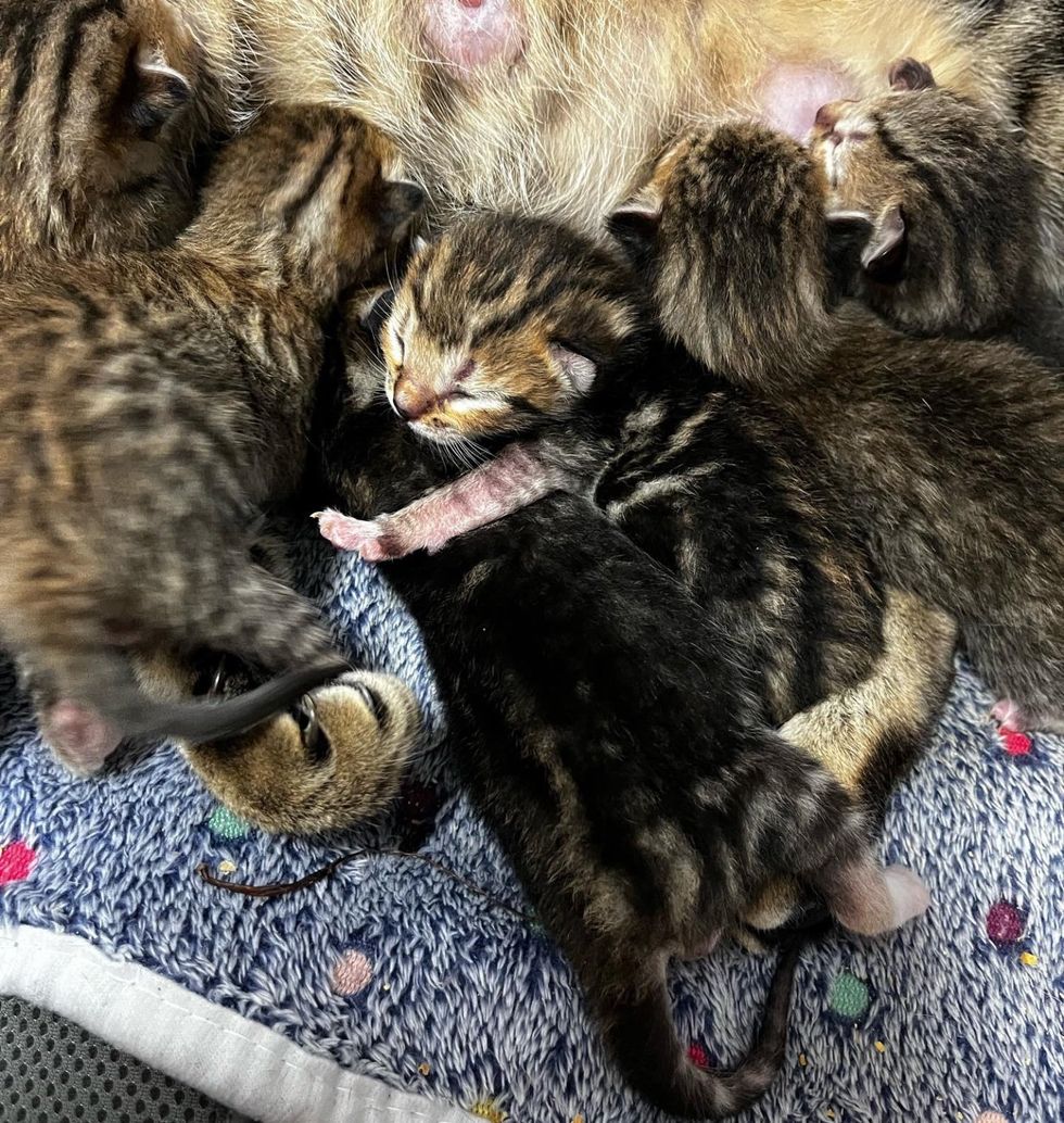 tabby kittens nursing newborns