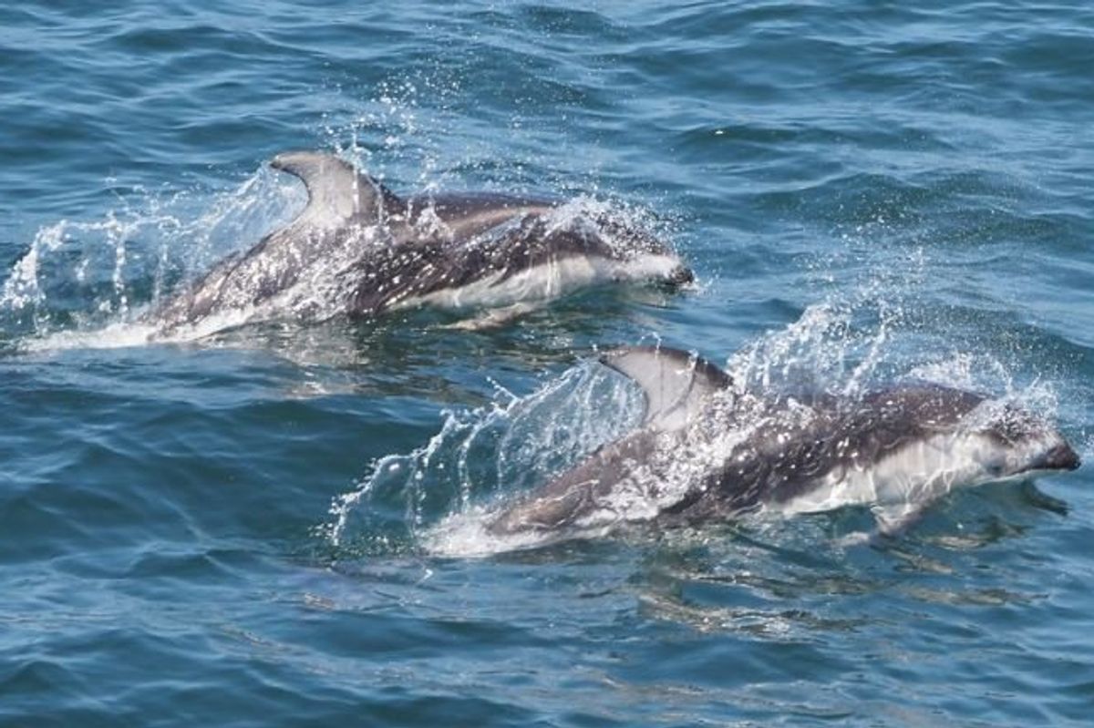 dolphin rescue, argentina, walter andreoli