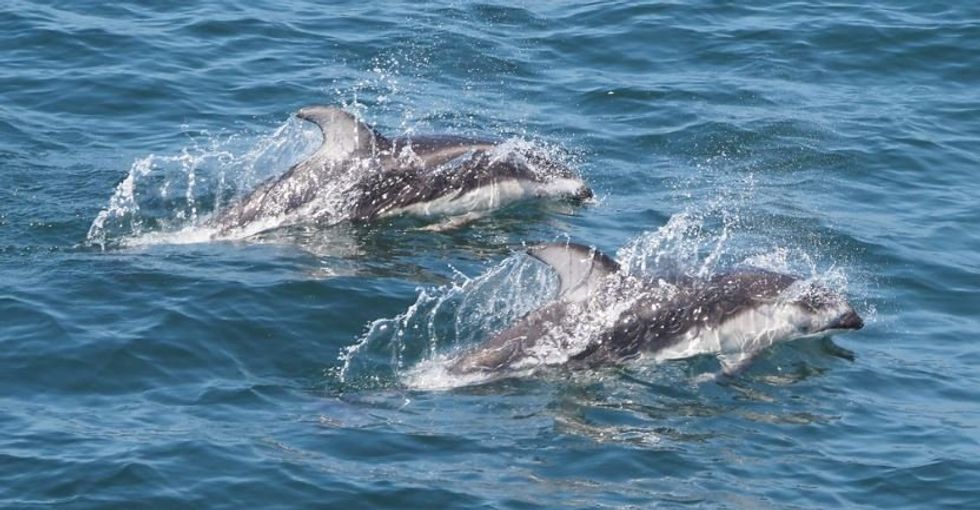 Elderly man uses a piece of rope to save two beached dolphins all by himself