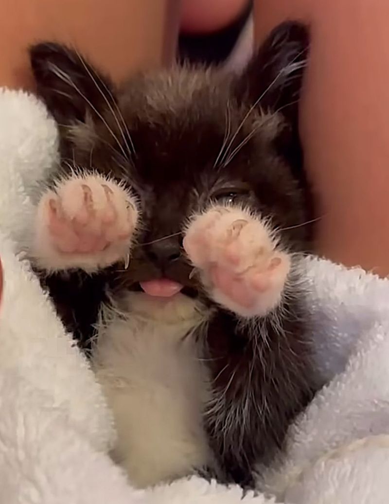 tuxedo kitten paws