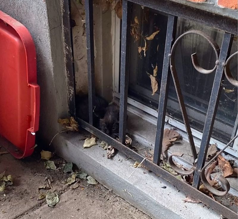 street kitten window