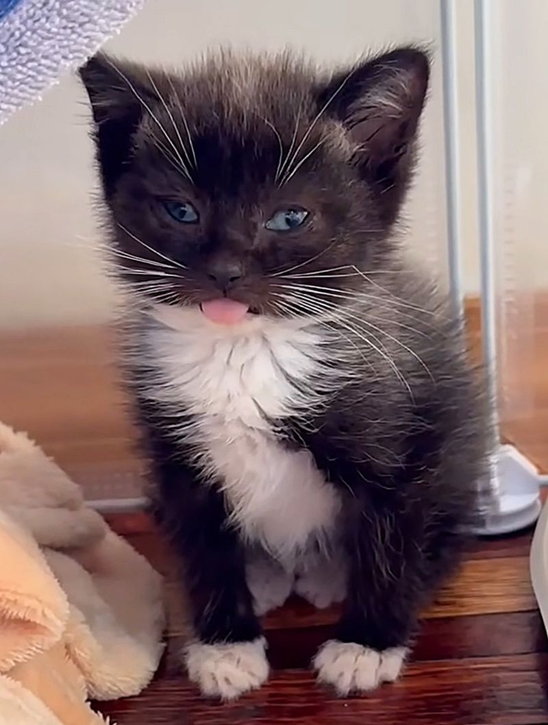 tuxedo kitten tongue