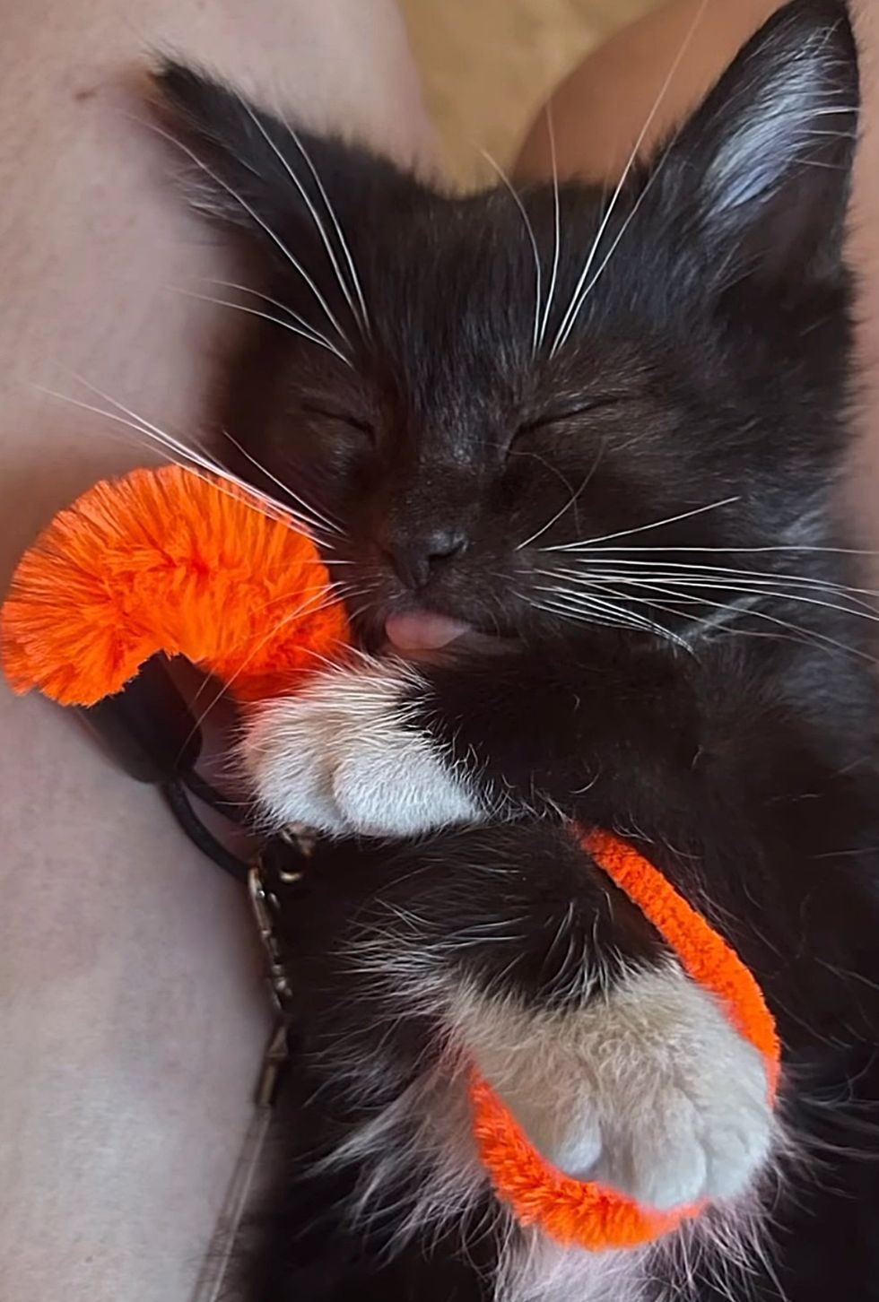 sleeping tuxedo kitten tongue