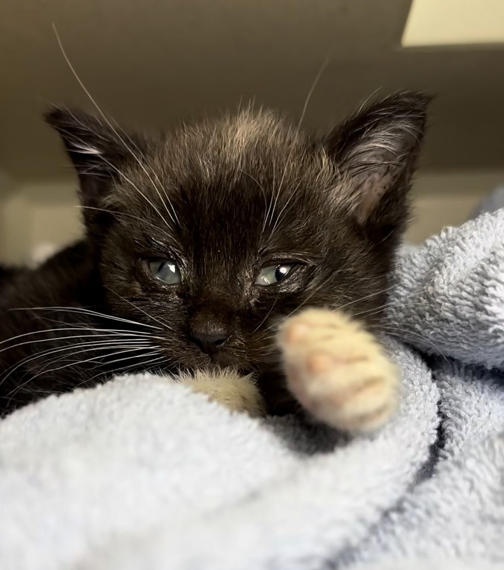 tuxedo kitten rescued