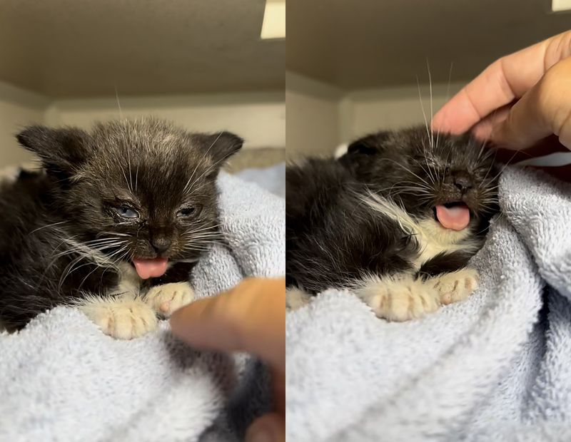 hissy tuxedo kitten tongue