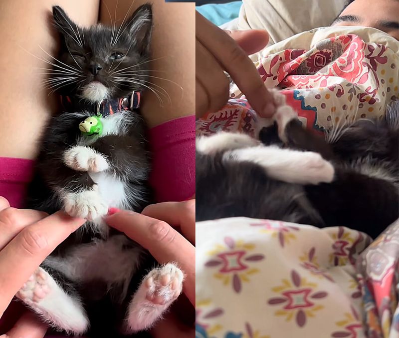 tuxedo snuggly kitten holding paws