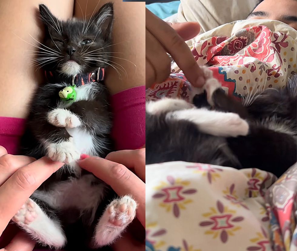 Snuggling kittens in tuxedos holding paws