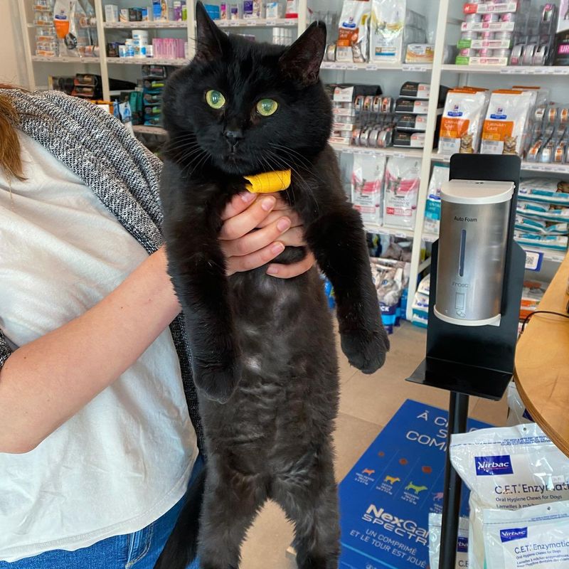 fluffy black panther cat