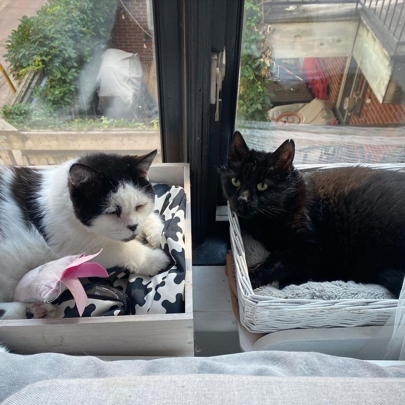 cat window friends lounging