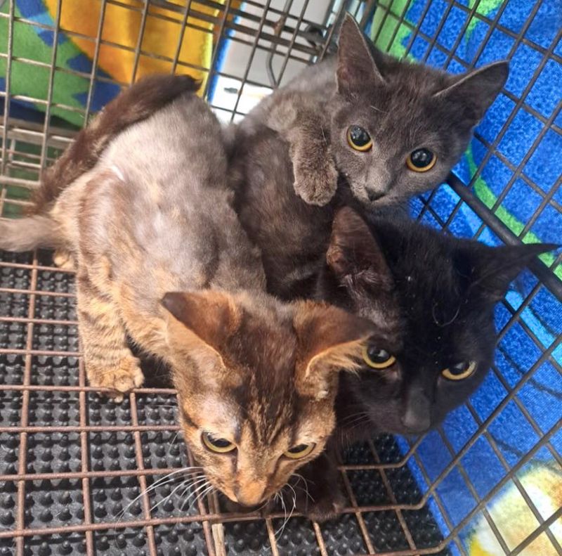 rescued kittens huddled