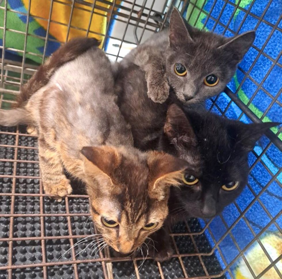 rescued kittens huddled