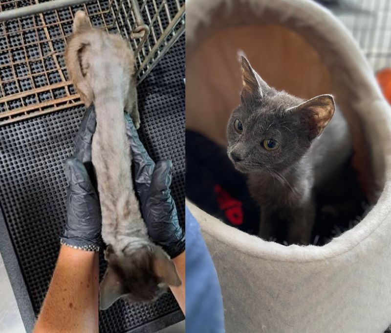 rescued skinny kitten