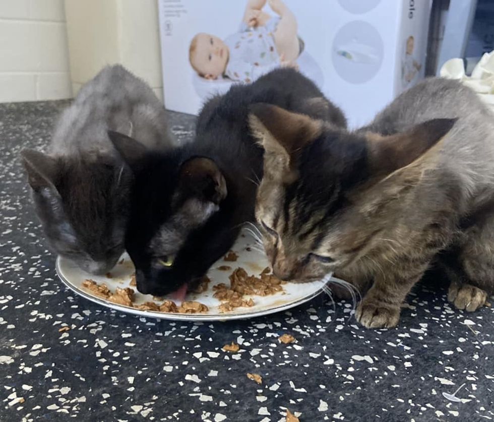 kittens eating food