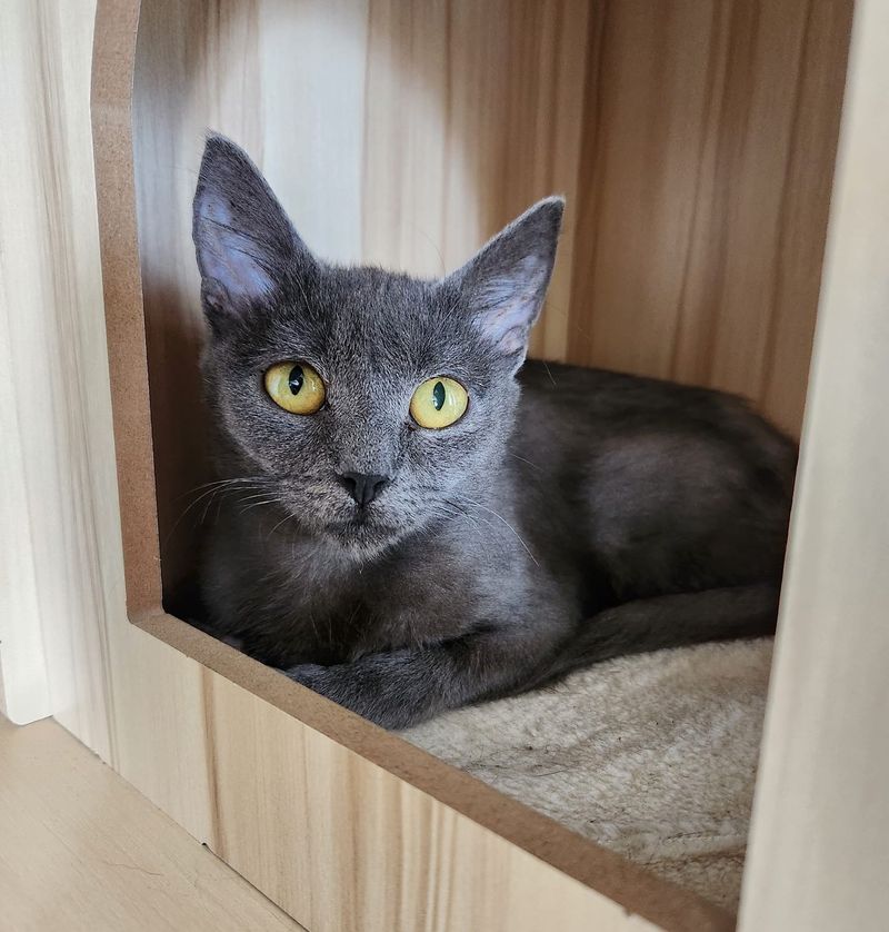 gray cat beautiful