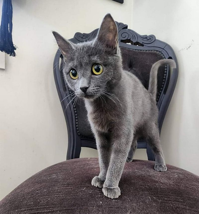 gray elegant cat