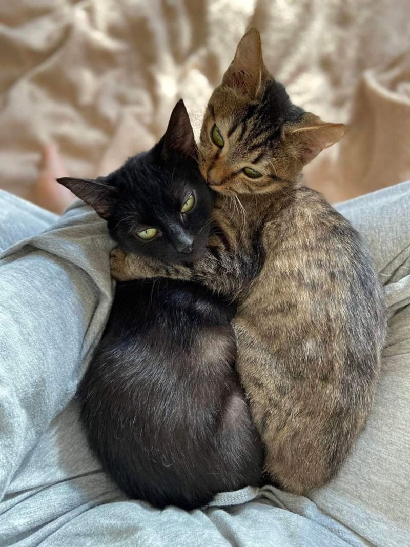 snuggly kittens cat best friends