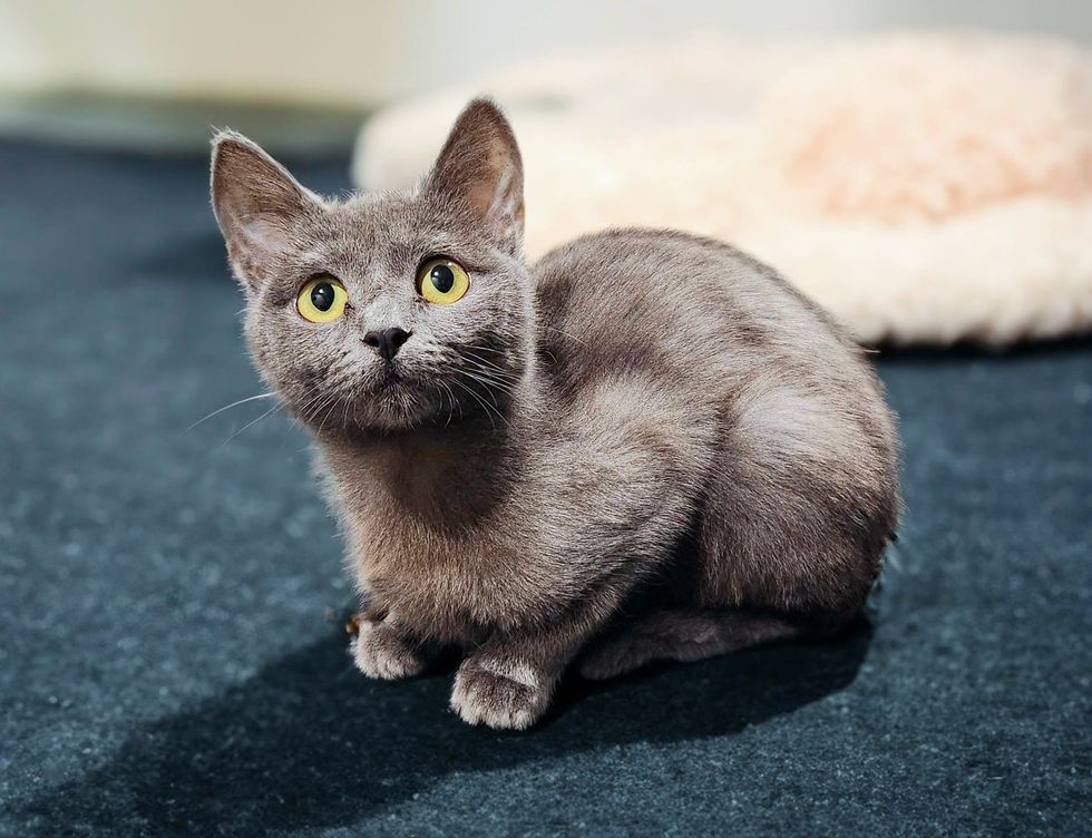 gray kitten cat big eyes