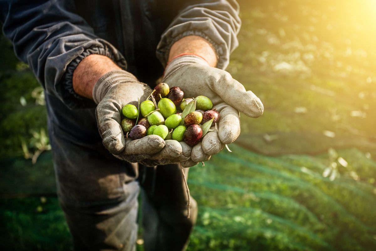 Spuntino, condimento e «farmaco». Le olive sono molto più di un frutto