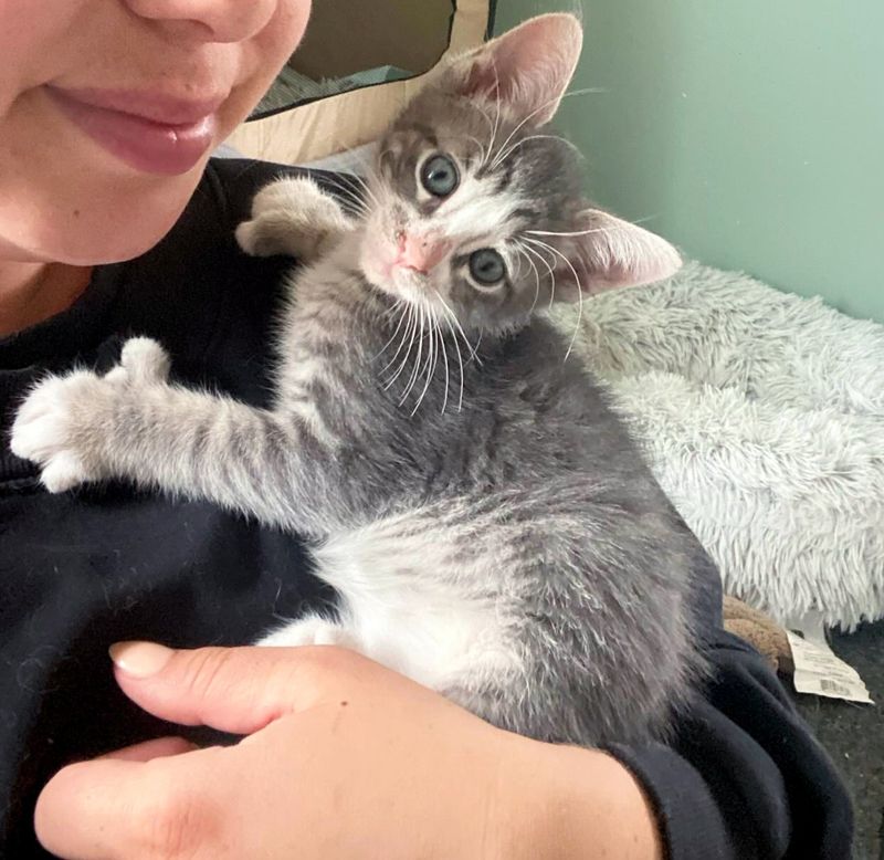 snuggly kitten polydactyl toes