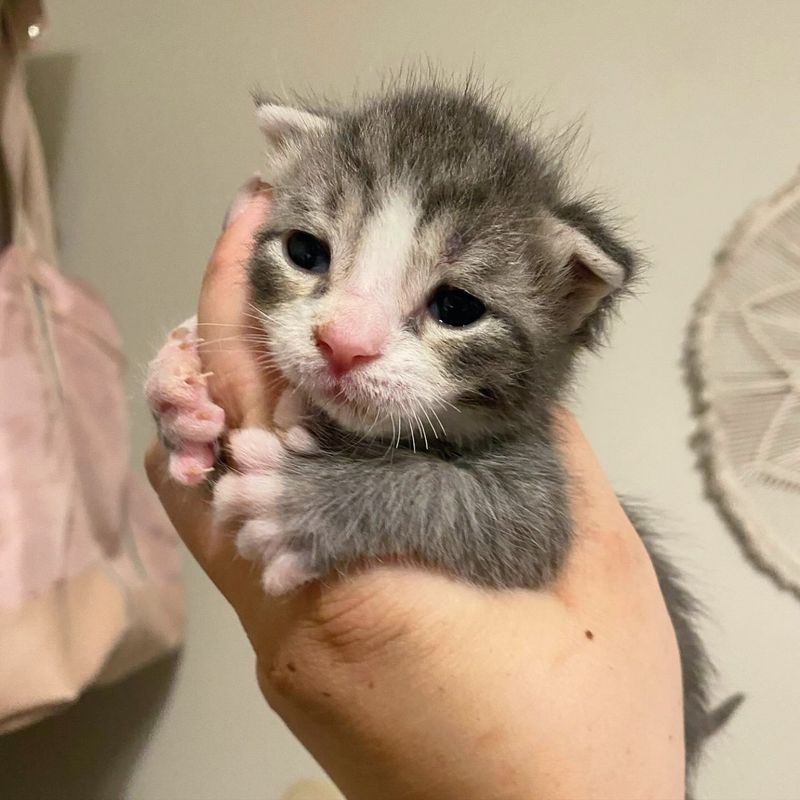 kitten snuggly extra toes