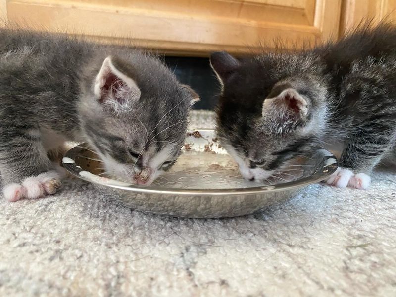 kittens eating from plate