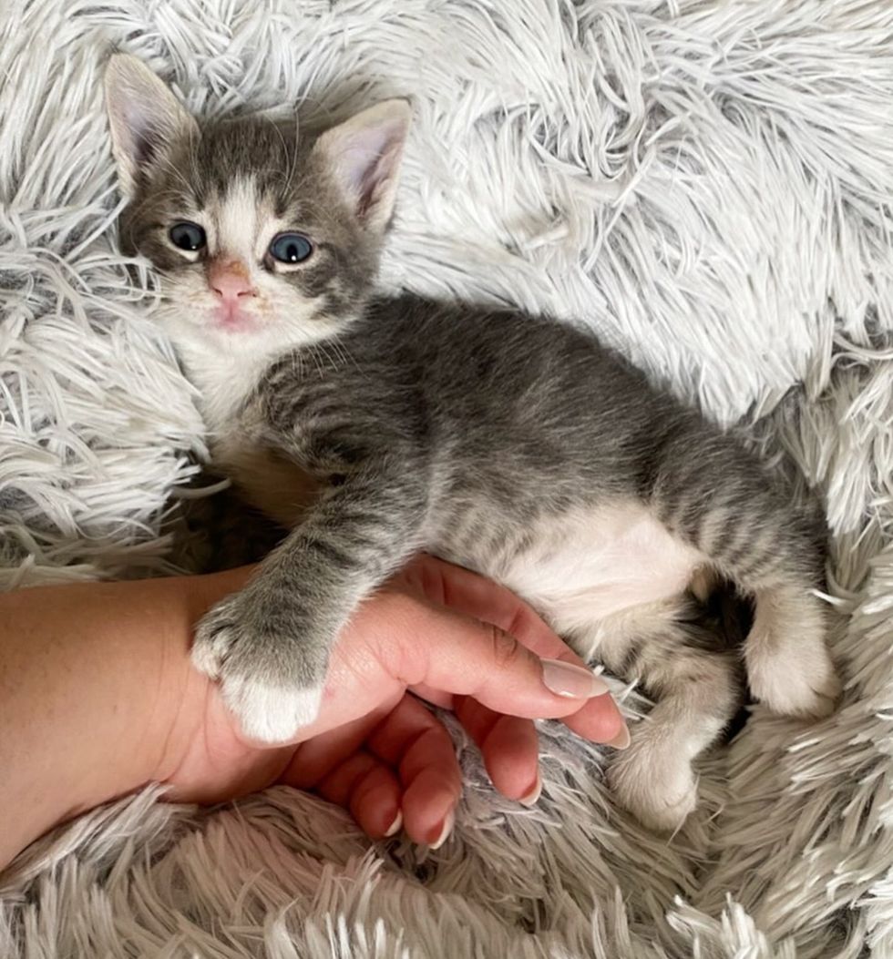 kitten hugs polydactyl paws