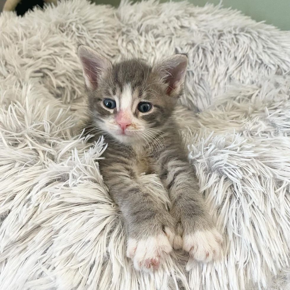 kitten polydactyl paws