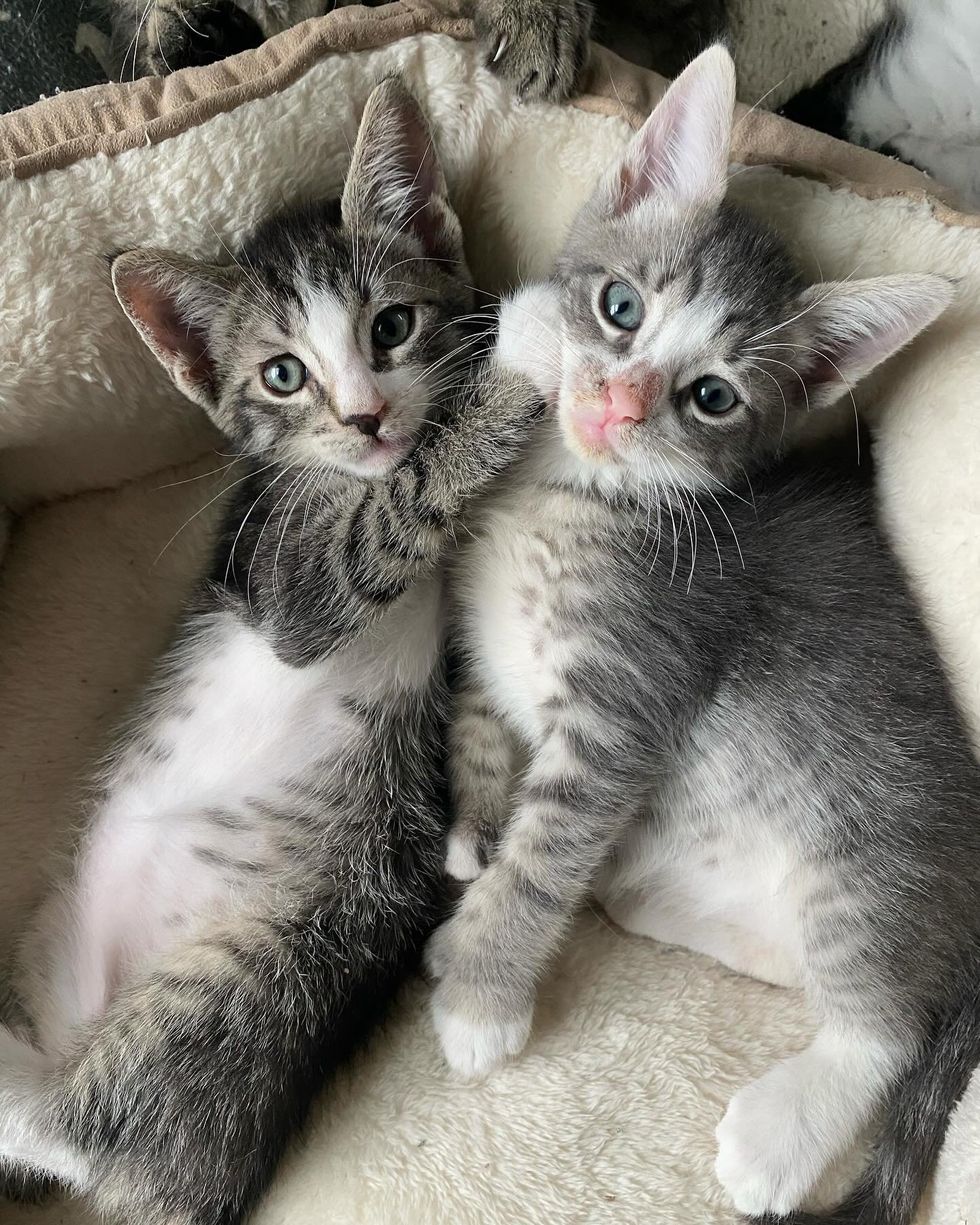 kitten brothers bonded