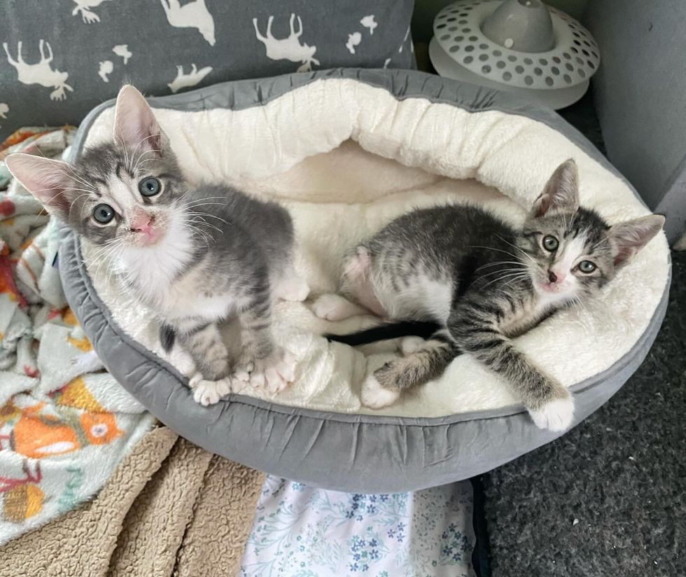 sweet bonded kitten brothers