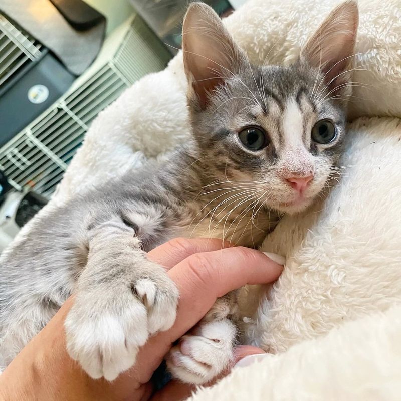 kitten hug big polydactyl paws