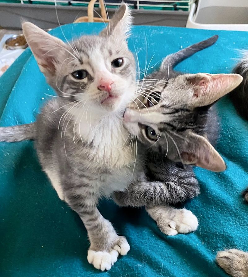 snuggly playful kitten brothers