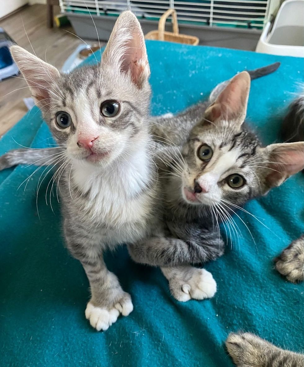 playful snuggly kittens happy