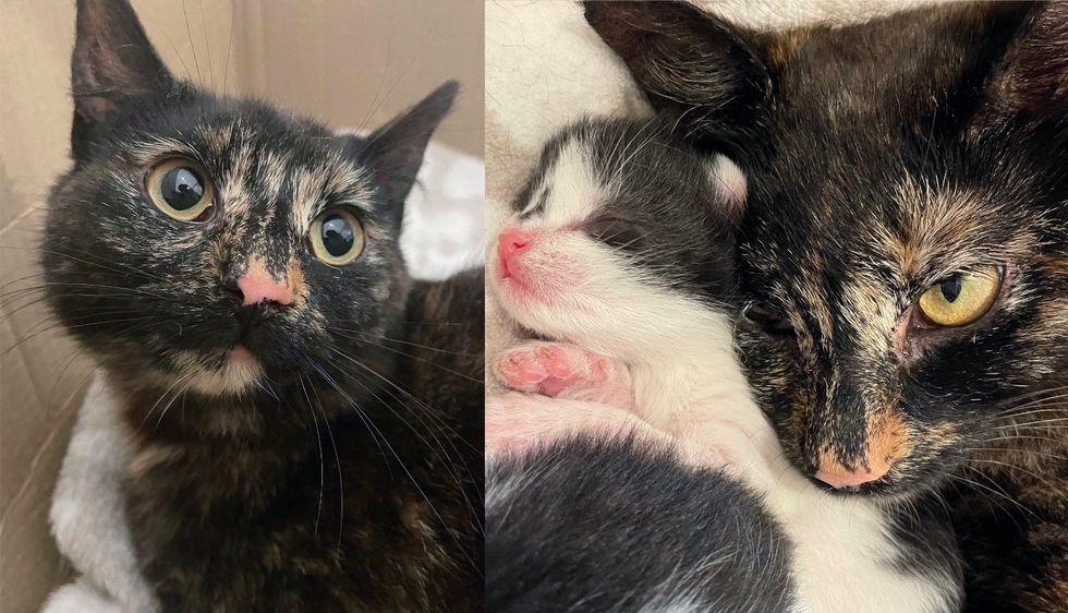 Stray Cat Comes to a Property, Wanting to Be Let in, Days Later She Has Kittens Then Adopts 5 More