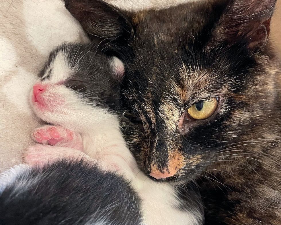 tortie feline  cuddle kitten